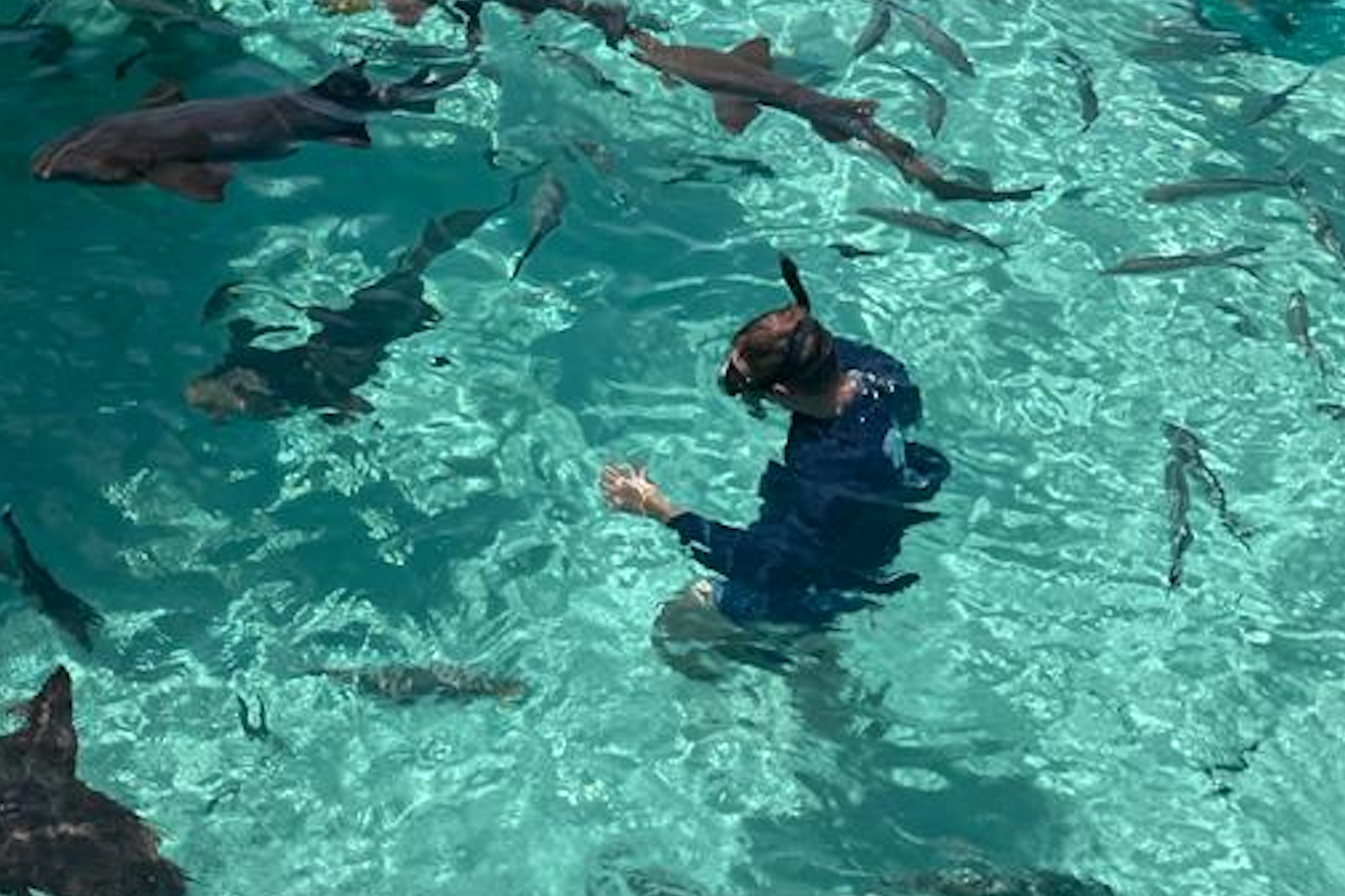 Come dip into the clear waters and swim with the gentle Bahamian nurse sharks